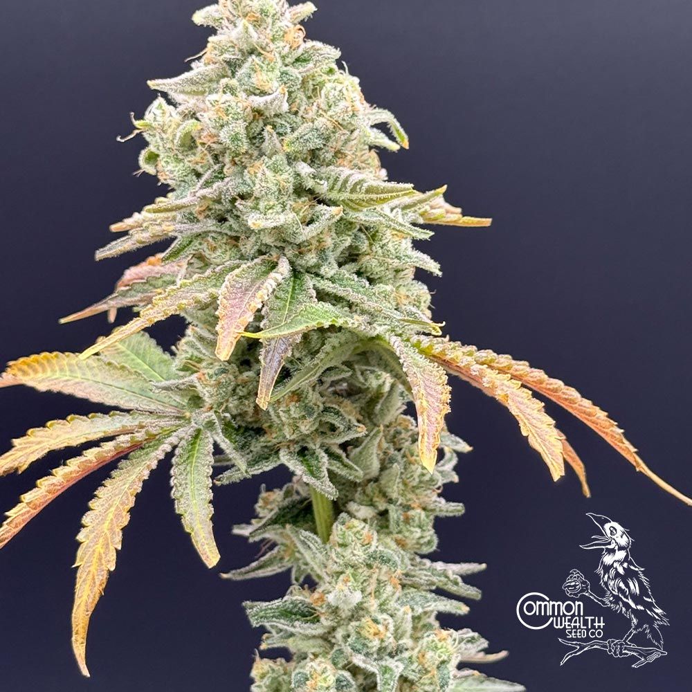 Common Wealth Seed Co-Gushii x Grape Sunshine