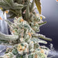 Common Wealth Seed Co-Gushii x Grape Sunshine