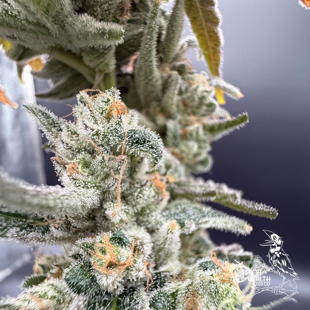 Common Wealth Seed Co-Gushii x Grape Sunshine