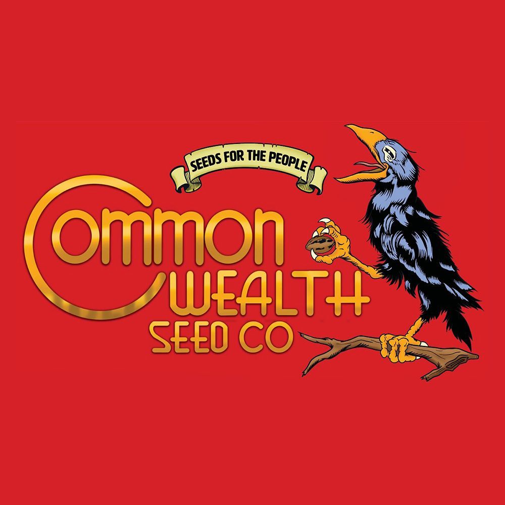 Common Wealth Seed Co-ICC x Grape Sunshine