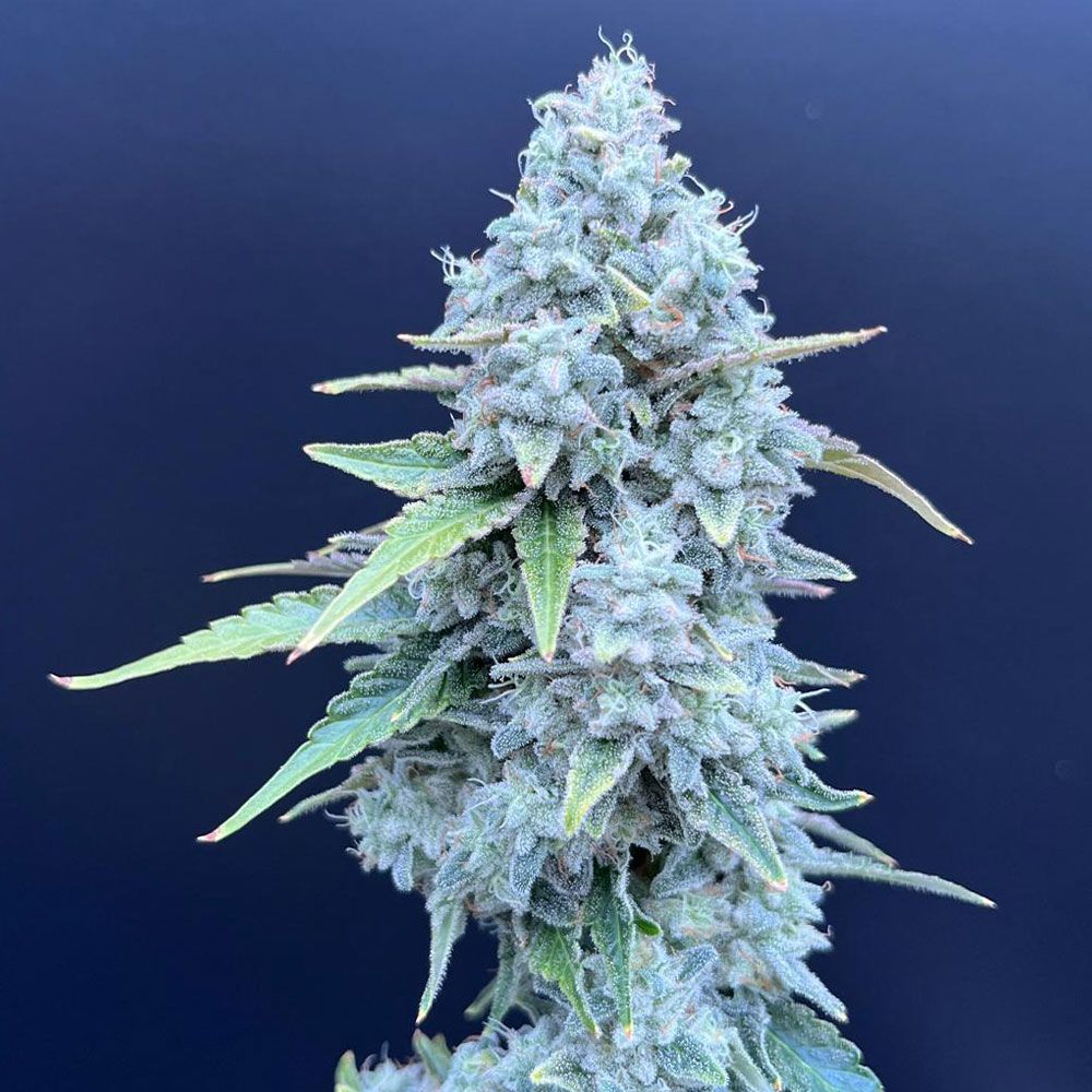 Common Wealth Seed Co-Lime Whip