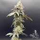 Common Wealth Seed Co-Limelight x Grape Sunshine