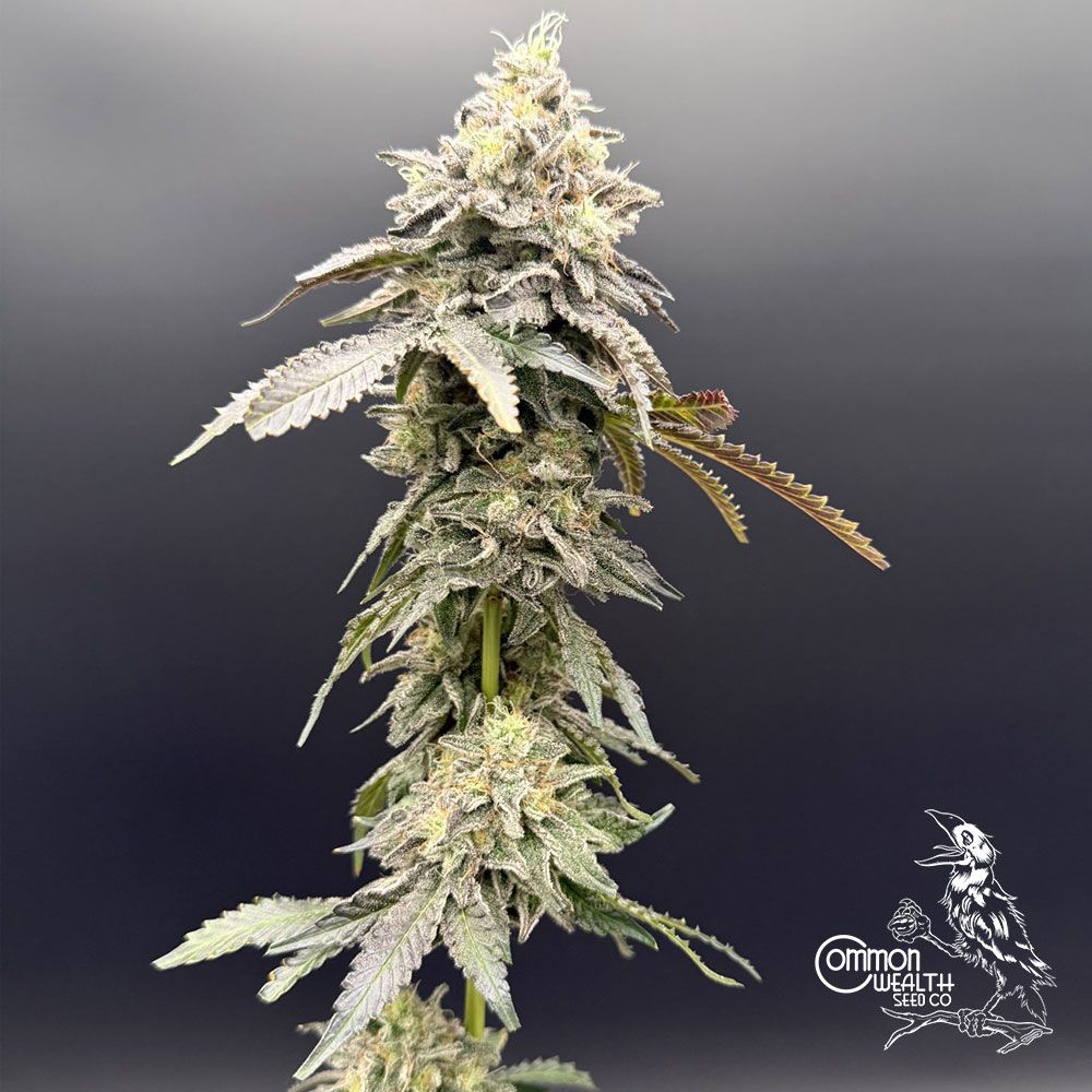 Common Wealth Seed Co-Limelight x Grape Sunshine