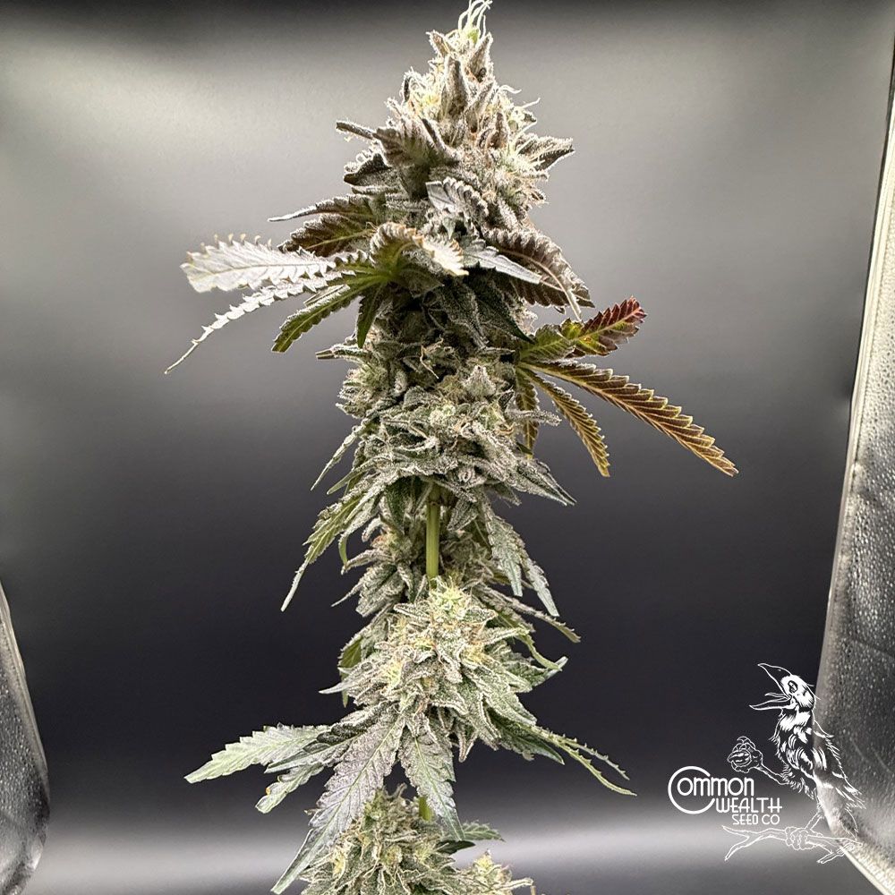 Common Wealth Seed Co-Limelight x Grape Sunshine