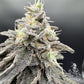 Common Wealth Seed Co-Limelight x Grape Sunshine