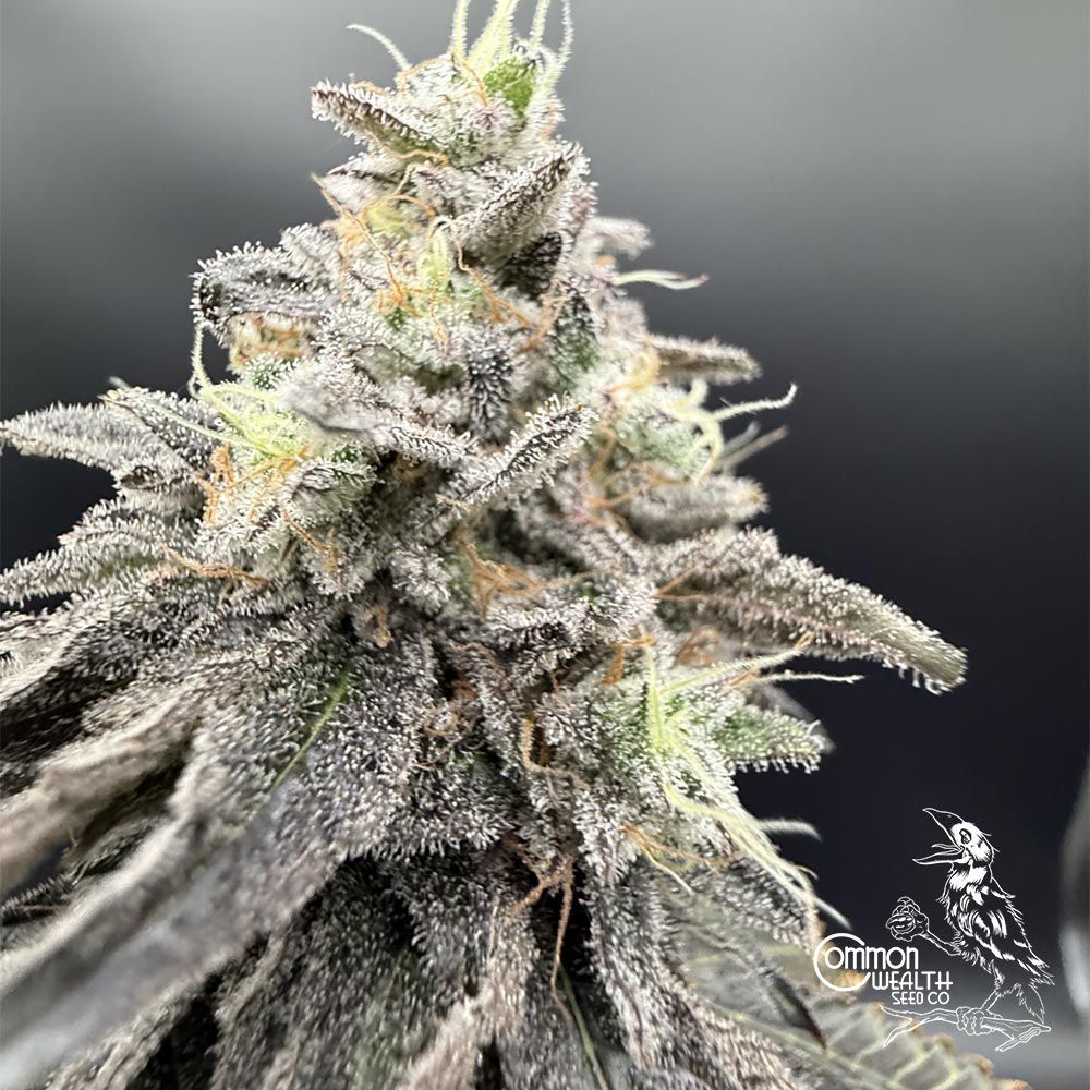 Common Wealth Seed Co-Limelight x Grape Sunshine