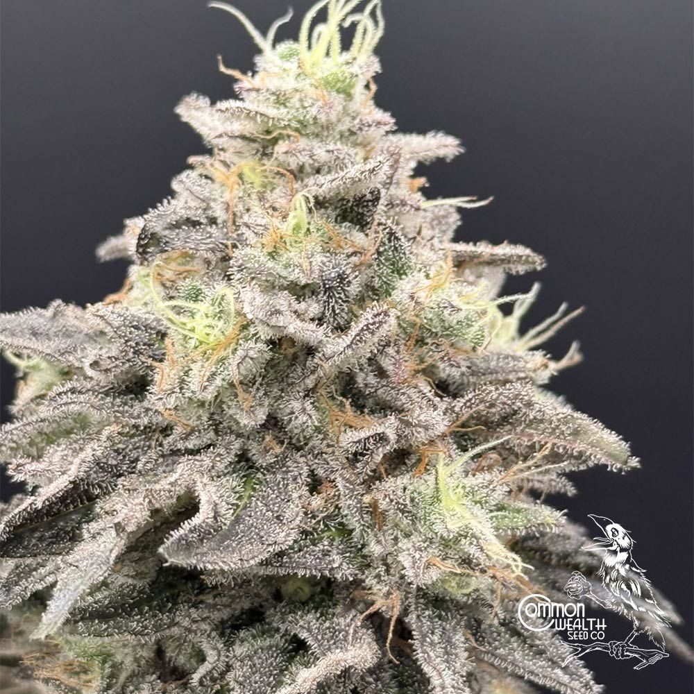 Common Wealth Seed Co-Limelight x Grape Sunshine