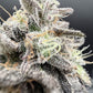 Common Wealth Seed Co-Limelight x Grape Sunshine