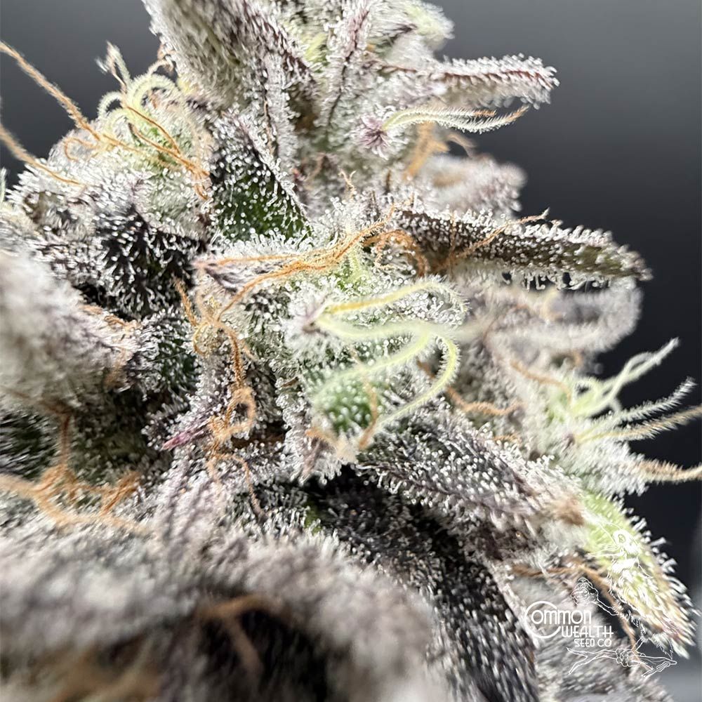 Common Wealth Seed Co-Limelight x Grape Sunshine