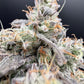 Common Wealth Seed Co-Piesol