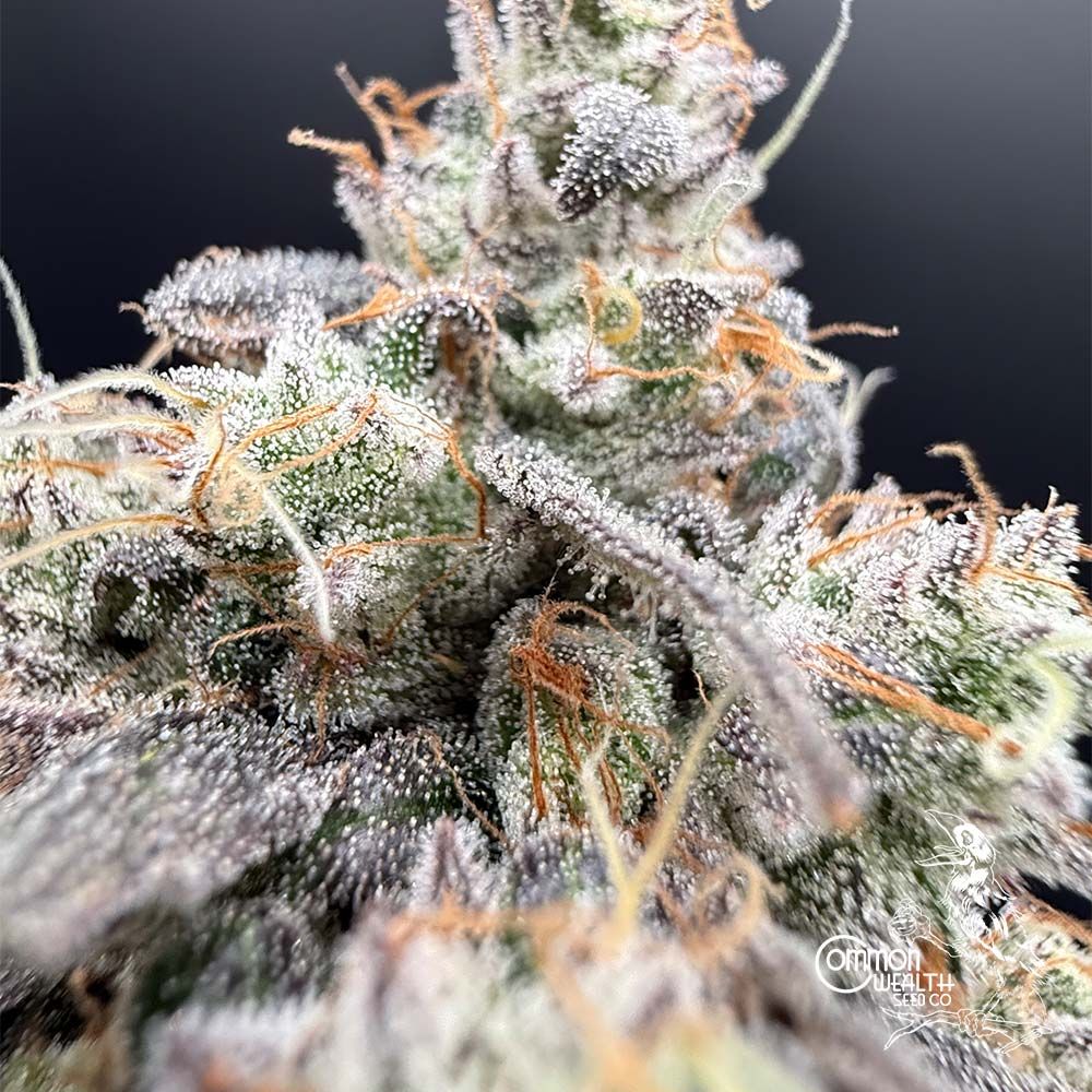 Common Wealth Seed Co-Piesol