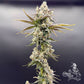 Common Wealth Seed Co-Piesol