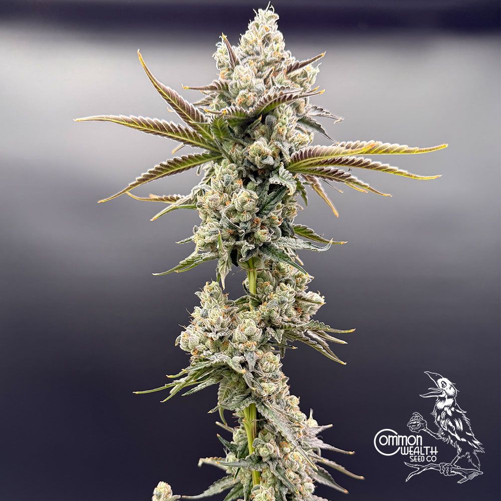 Common Wealth Seed Co-Piesol