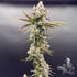 Common Wealth Seed Co-Piesol
