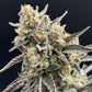 Common Wealth Seed Co-Piesol