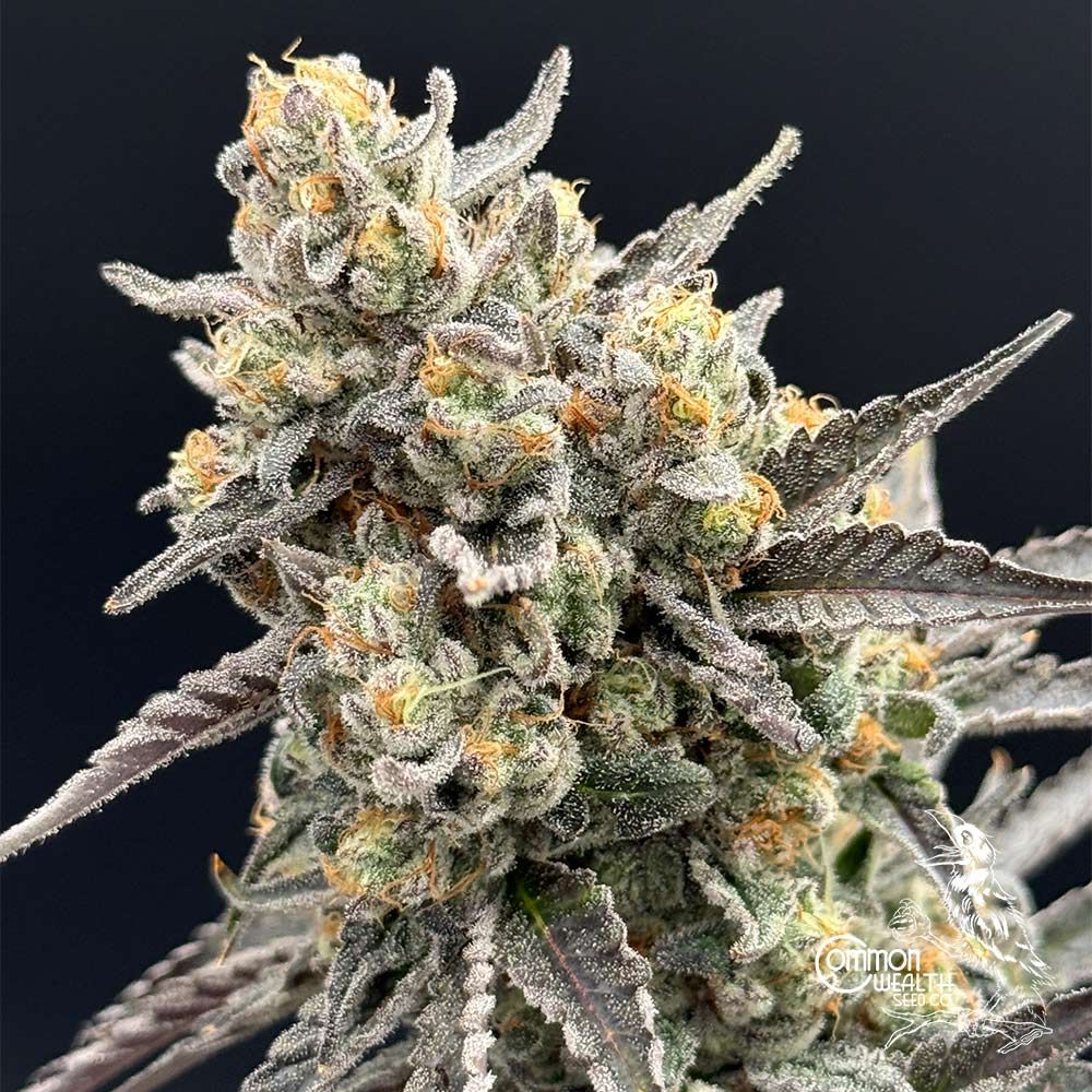 Common Wealth Seed Co-Piesol