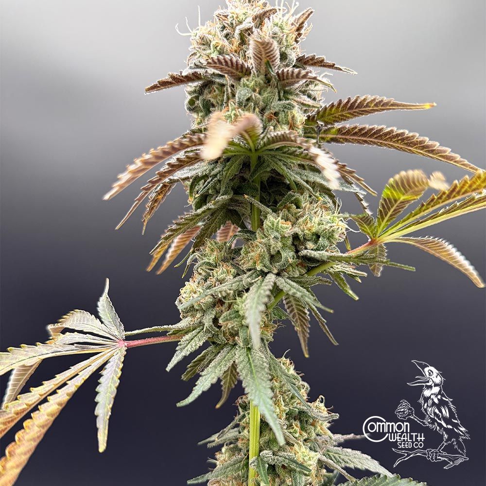 Common Wealth Seed Co-Piesol