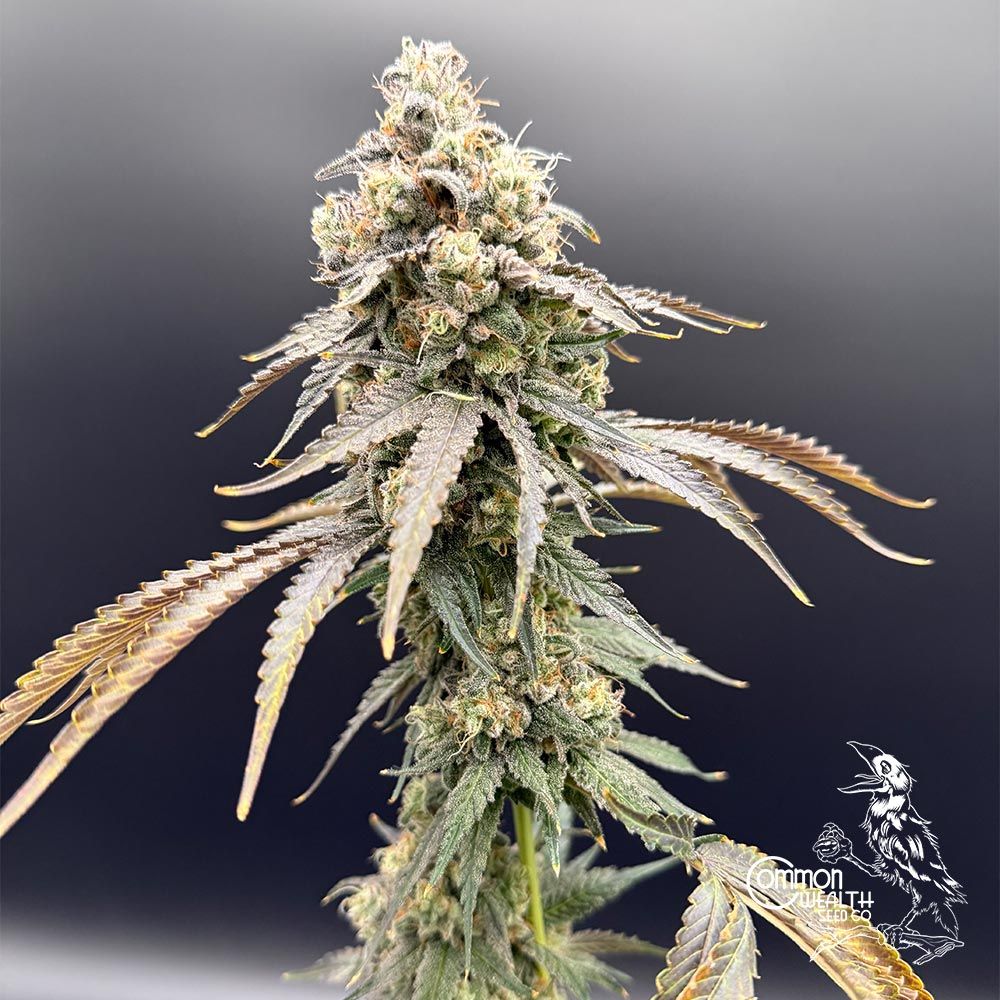 Common Wealth Seed Co-Piesol