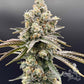 Common Wealth Seed Co-Piesol