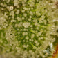 Common Wealth Seed Co-Piesol