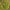 Common Wealth Seed Co-Piesol