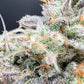 Common Wealth Seed Co-Piesol