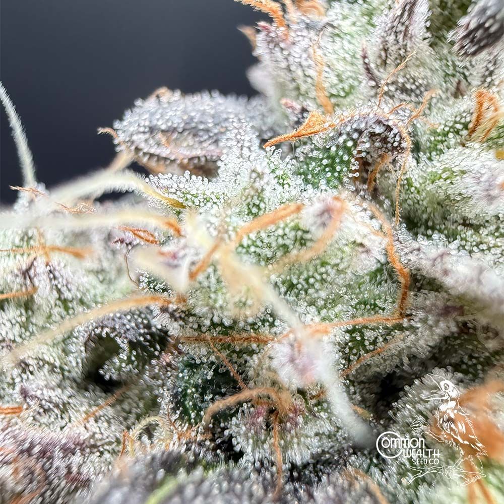 Common Wealth Seed Co-Piesol