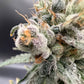 Common Wealth Seed Co-Piesol
