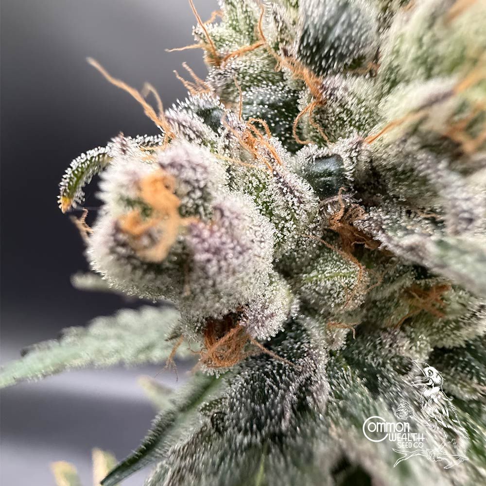 Common Wealth Seed Co-Piesol