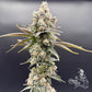Common Wealth Seed Co-Piesol
