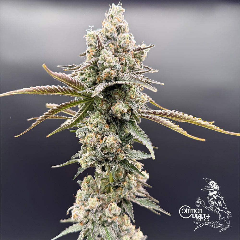 Common Wealth Seed Co-Piesol