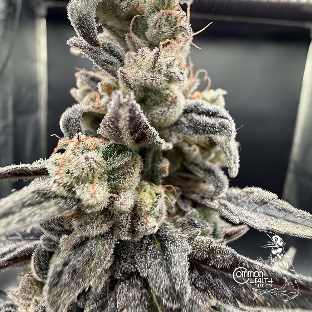 Common Wealth Seed Co-Speed Bump