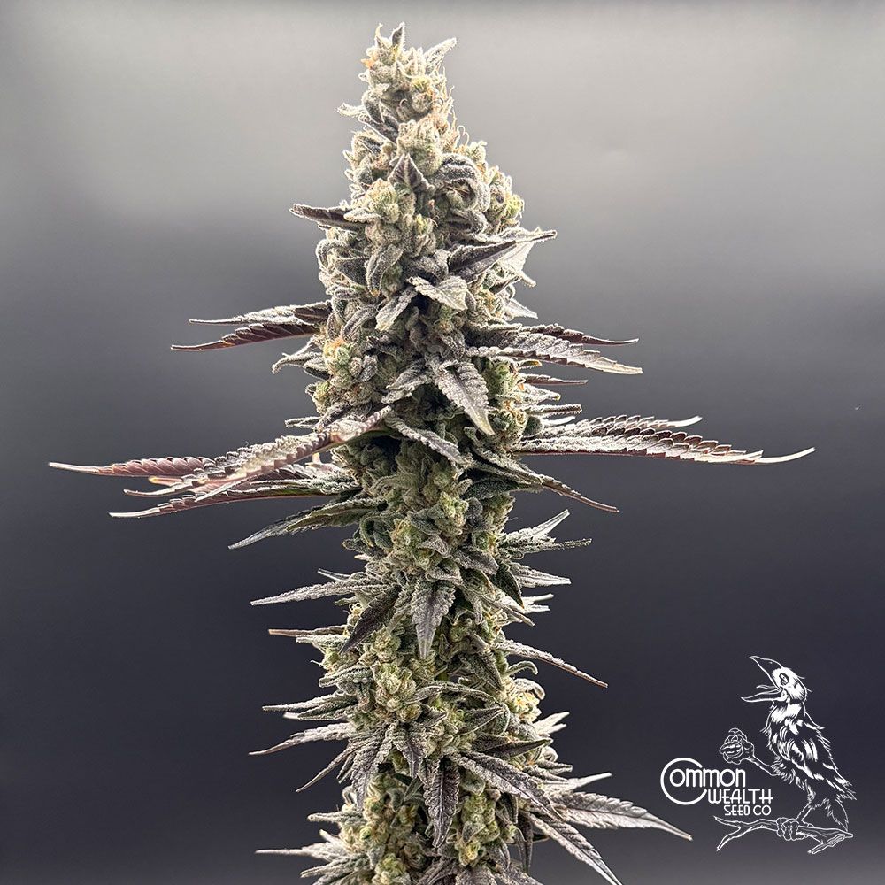 Common Wealth Seed Co-Speed Bump