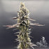 Common Wealth Seed Co-Speed Bump