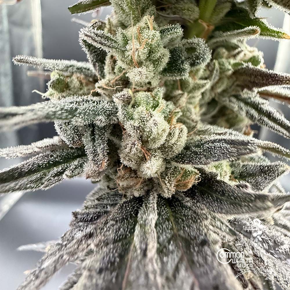 Common Wealth Seed Co-Speed Bump