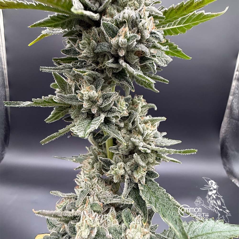 Common Wealth Seed Co-Speed Bump