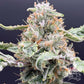 Common Wealth Seed Co-Starshine