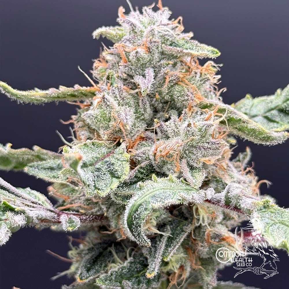 Common Wealth Seed Co-Starshine