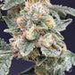 Common Wealth Seed Co-Starshine
