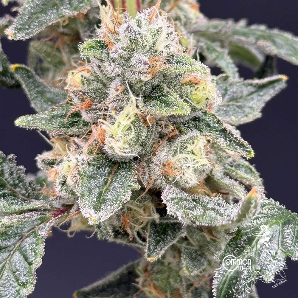 Common Wealth Seed Co-Starshine