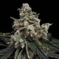 Common Wealth Seed Co-Strawberry Honeycombz