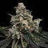 Common Wealth Seed Co-Strawberry Honeycombz