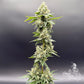 Common Wealth Seed Co-Sundew