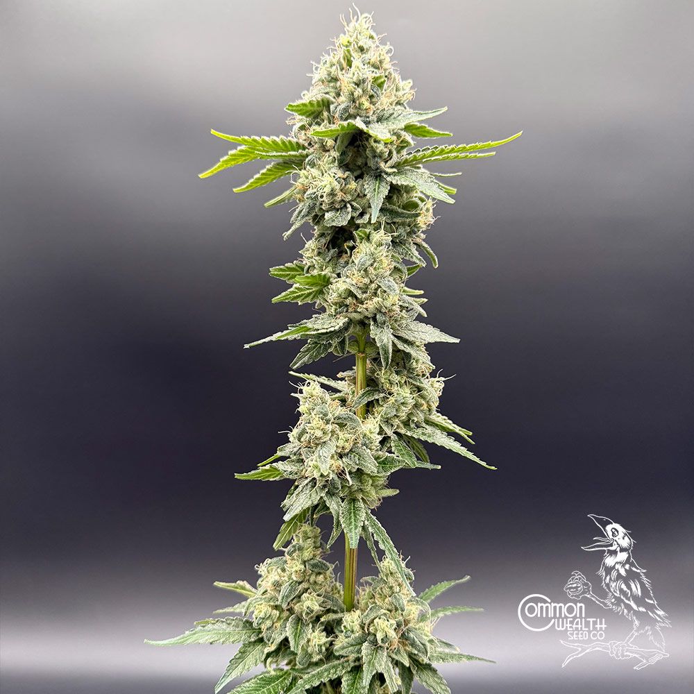 Common Wealth Seed Co-Sundew