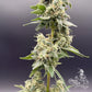 Common Wealth Seed Co-Sundew
