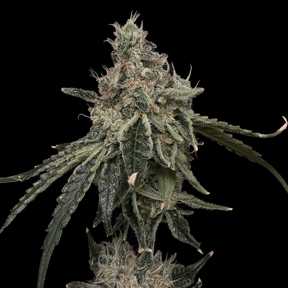 Common Wealth Seed Co-Superberry