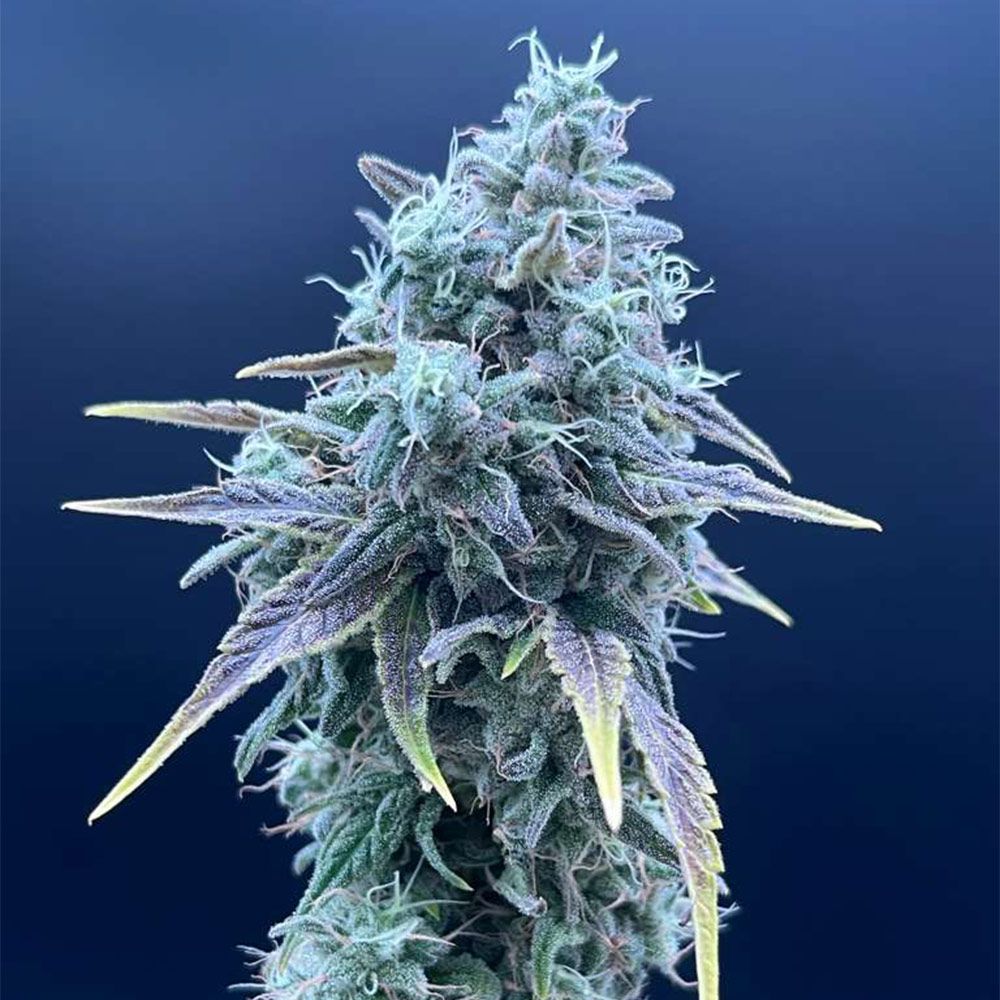 Common Wealth Seed Co-Sweet Pink Grapefruit x Grape Sunshine