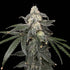Common Wealth Seed Co-Thornberry Pie