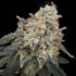 Common Wealth Seed Co-Thornberry Thicket