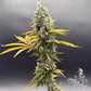 Common Wealth Seed Co-UV Sour